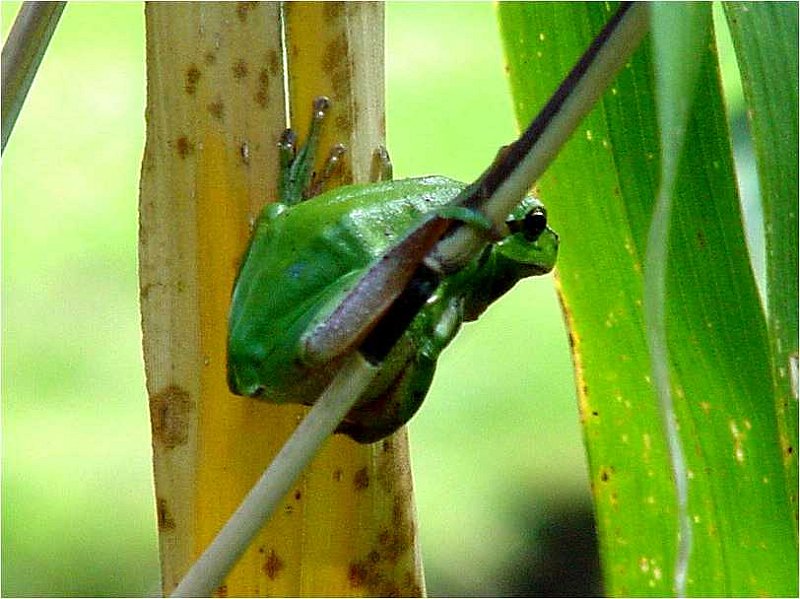 hyla arborea euroaeischer-laubfrosch